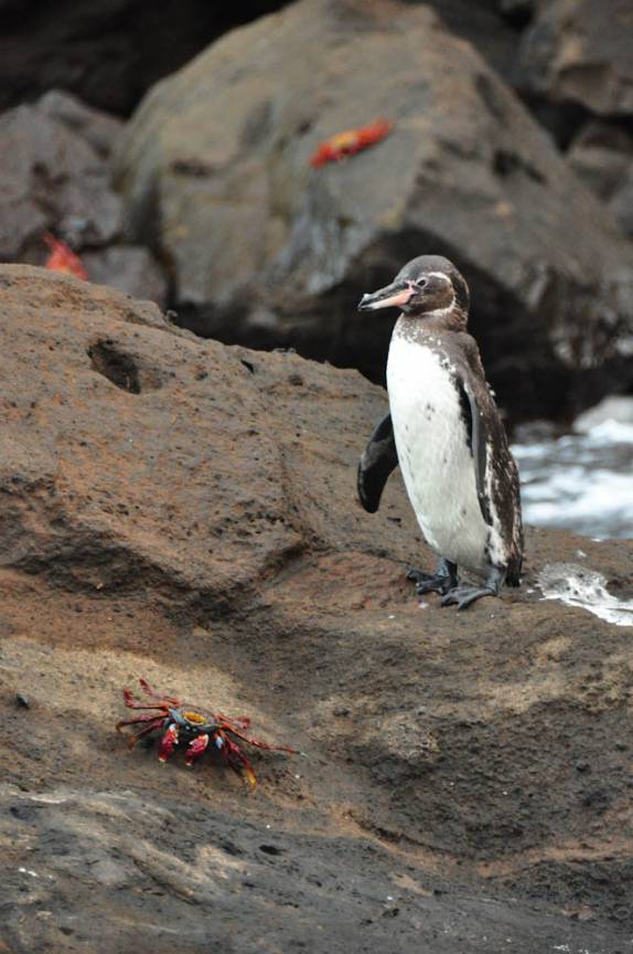 Pinguim e caranguejo socializam em Rocca Redonda, na Isla Isabel, em Galápagos